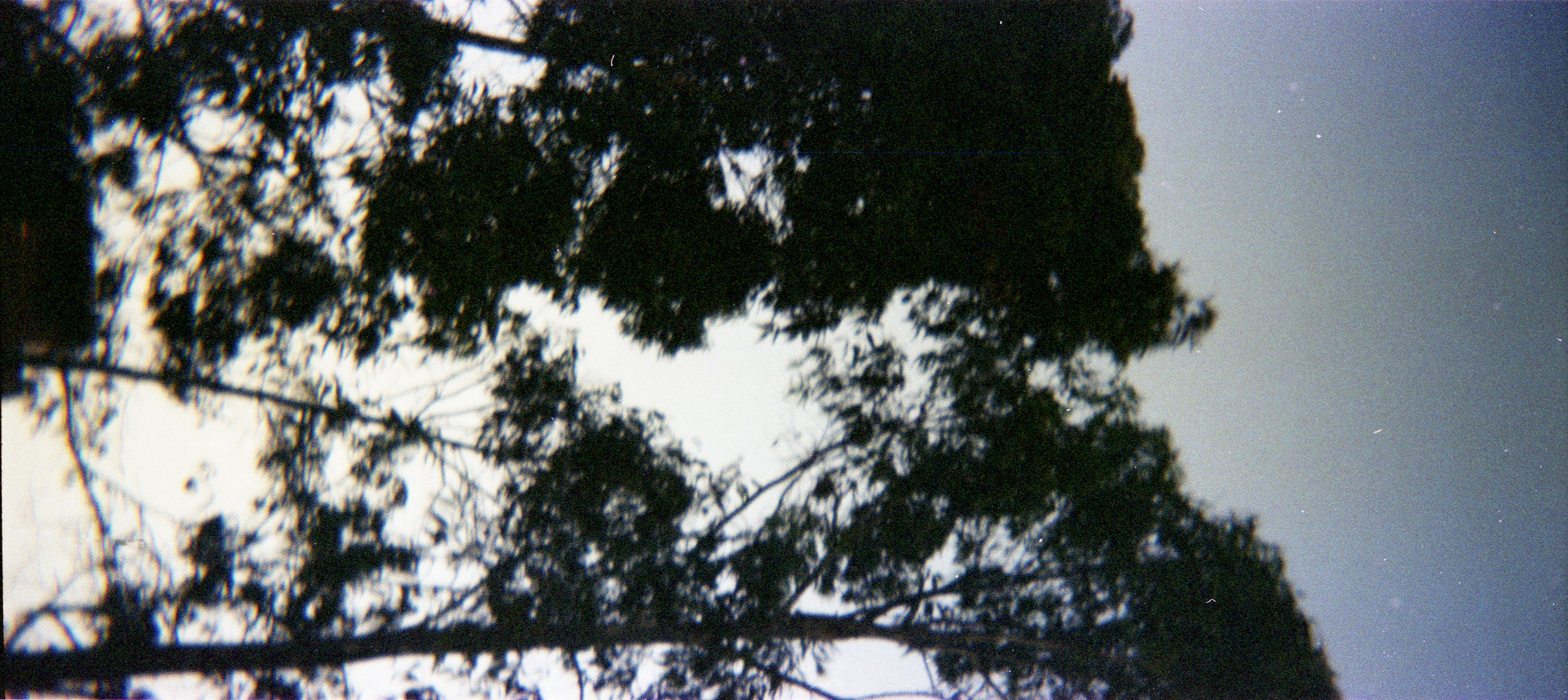 Another Tree